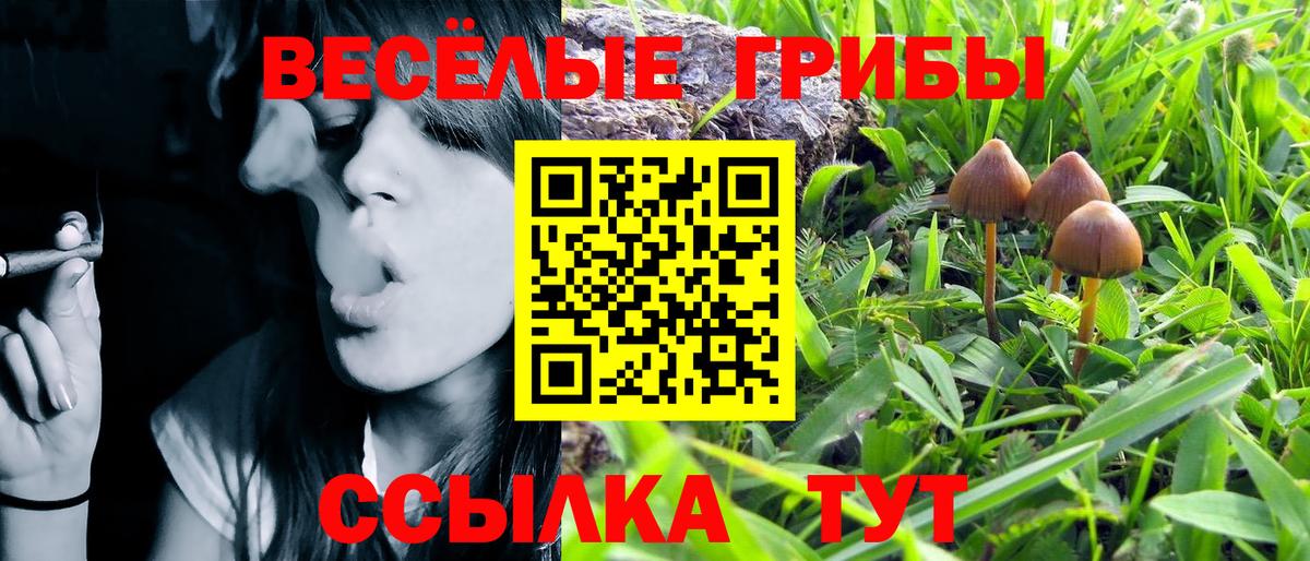 Юрга  Псилоцибиновые грибы Cubensis  Вход с VPN 